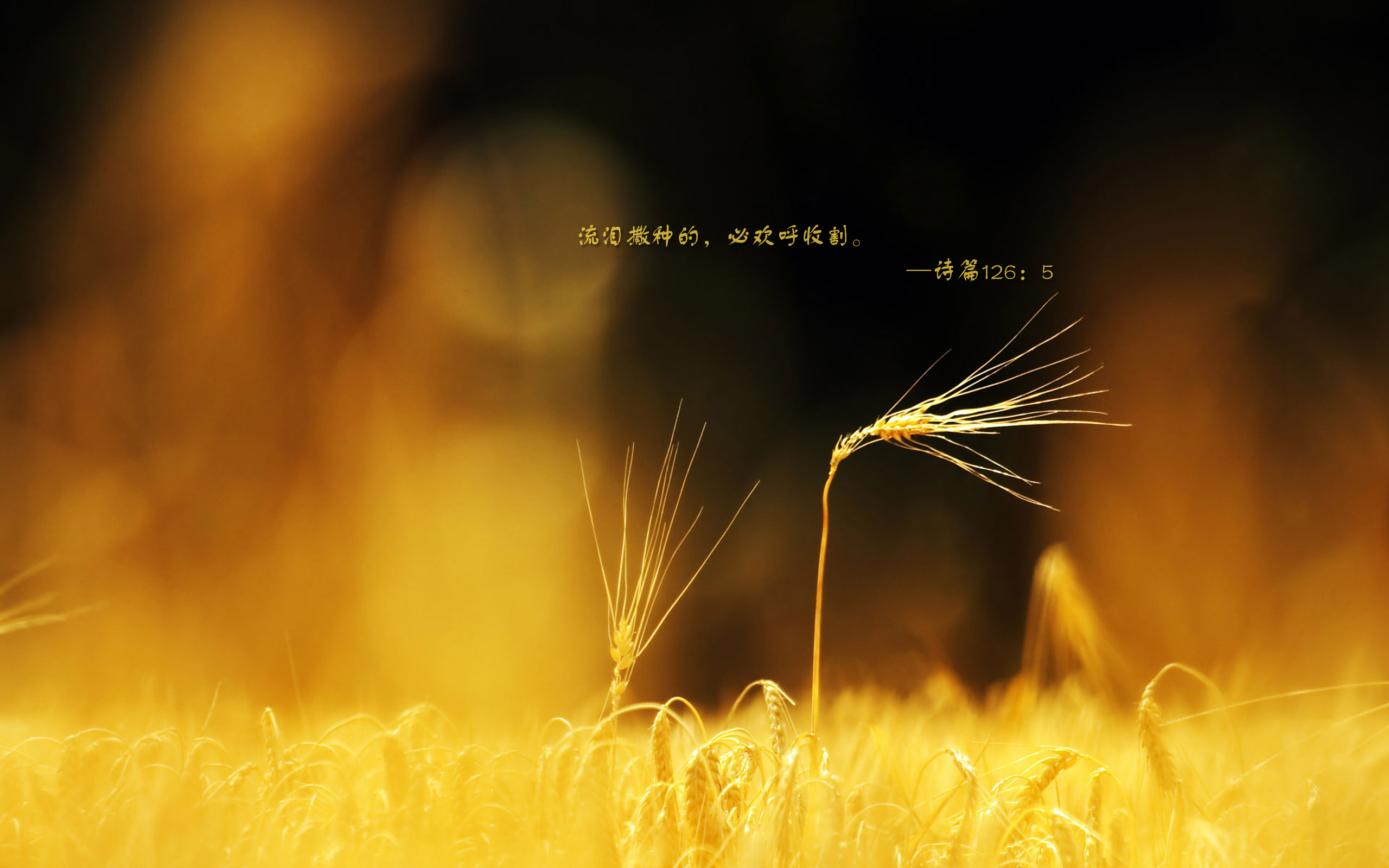 诗篇 126：5（三）圣经壁纸